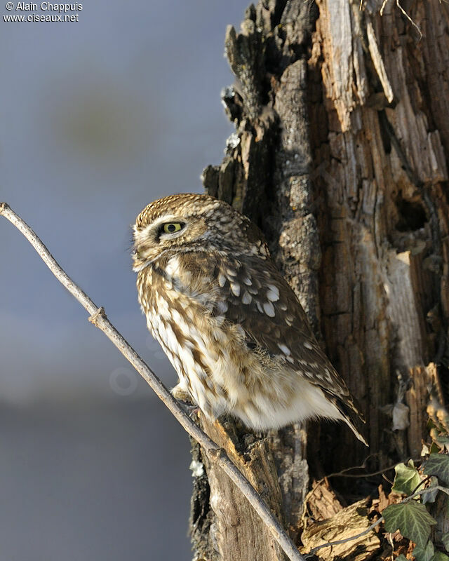 Chevêche d'Athénaadulte, identification, Comportement