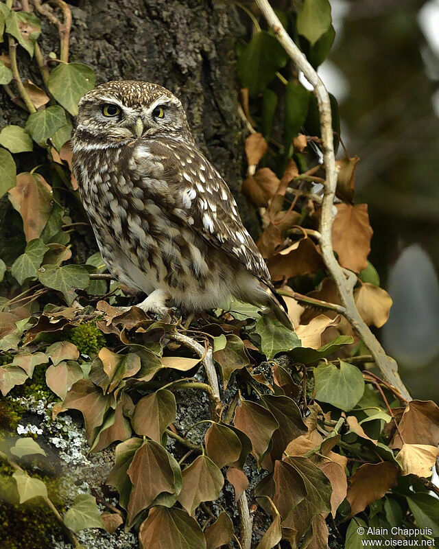 Little Owladult, identification, Behaviour