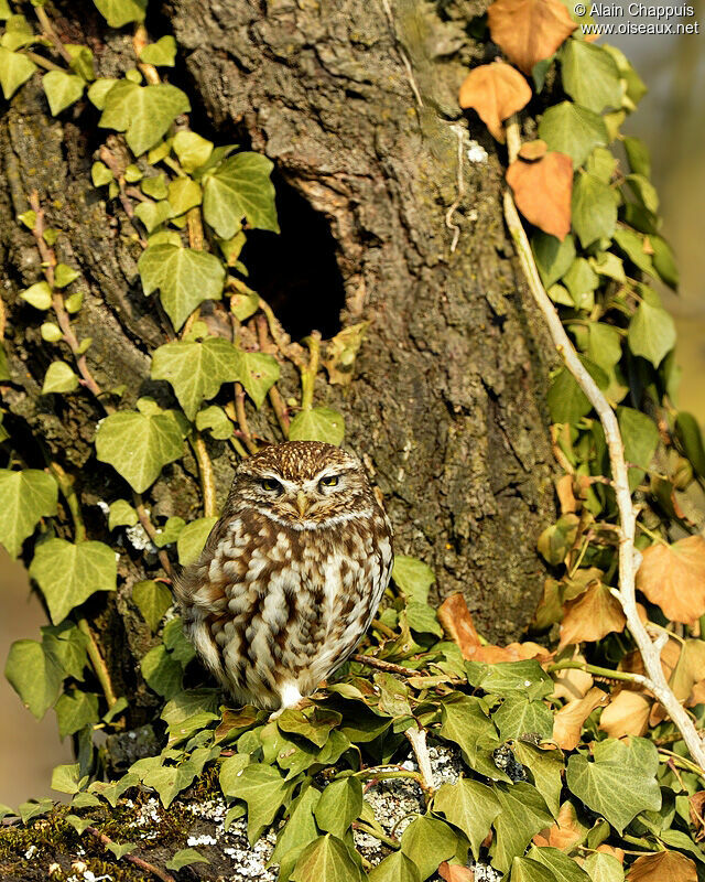 Chevêche d'Athénaadulte, identification, Comportement