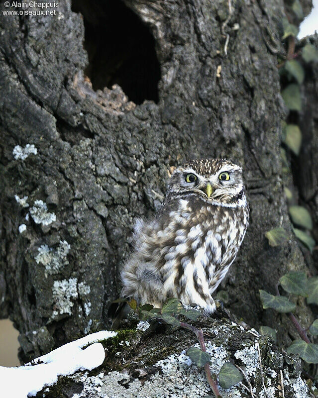 Chevêche d'Athénaadulte, identification, Comportement