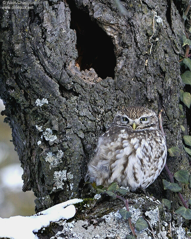 Little Owladult, identification, Behaviour