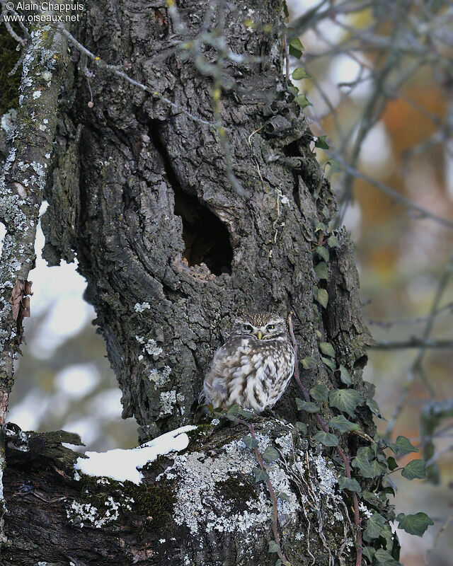 Little Owladult, identification, Behaviour