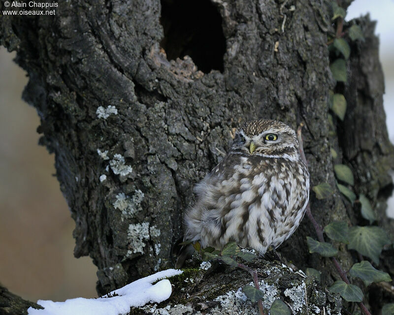 Little Owladult, identification, Behaviour