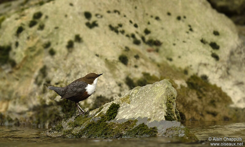 White-throated Dipperadult, identification, Behaviour