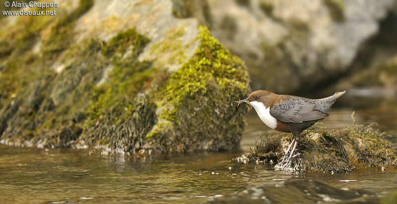 White-throated Dipperadult, identification, feeding habits, Reproduction-nesting, Behaviour