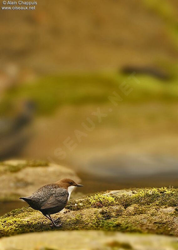 White-throated Dipperadult, identification, Reproduction-nesting, Behaviour