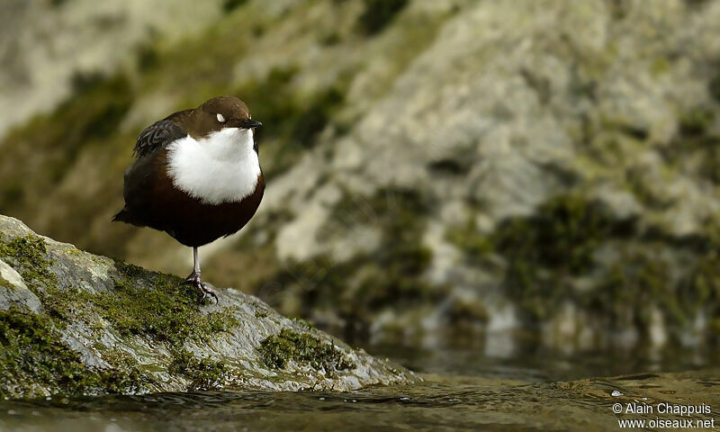 White-throated Dipperadult, identification, Behaviour