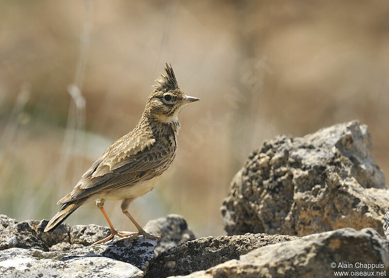 Thekla's Larkadult breeding, identification, Behaviour