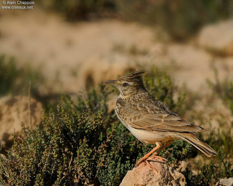 Cochevis huppéadulte nuptial, identification, Comportement