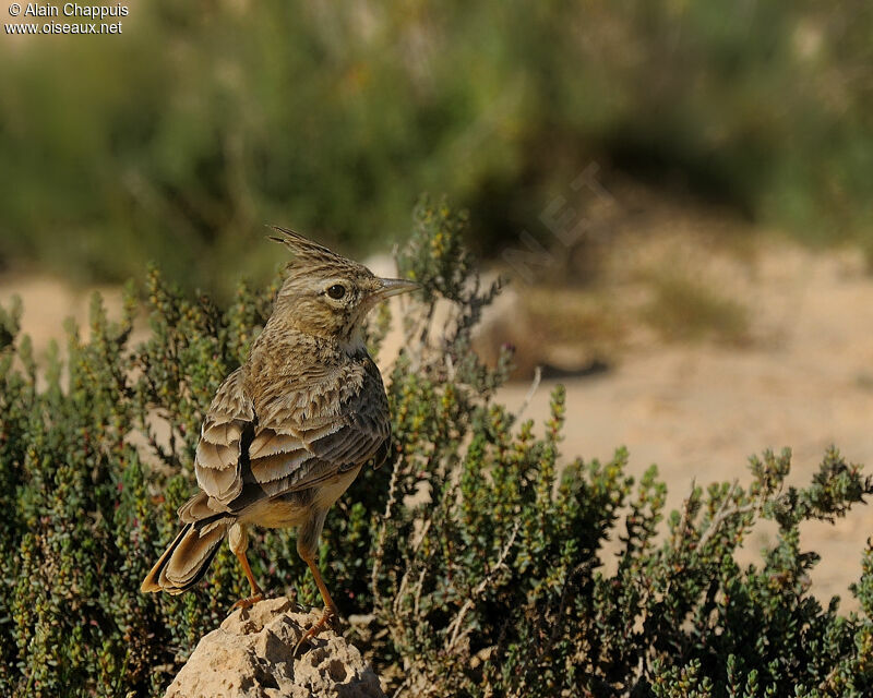 Cochevis huppéadulte nuptial, identification, Comportement