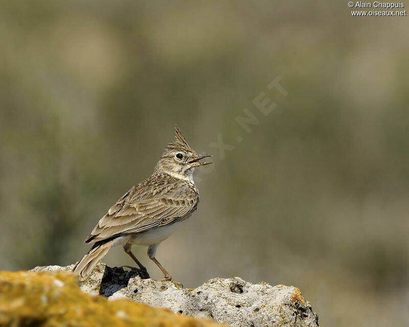 Crested Lark male adult breeding, identification, Reproduction-nesting, song, Behaviour