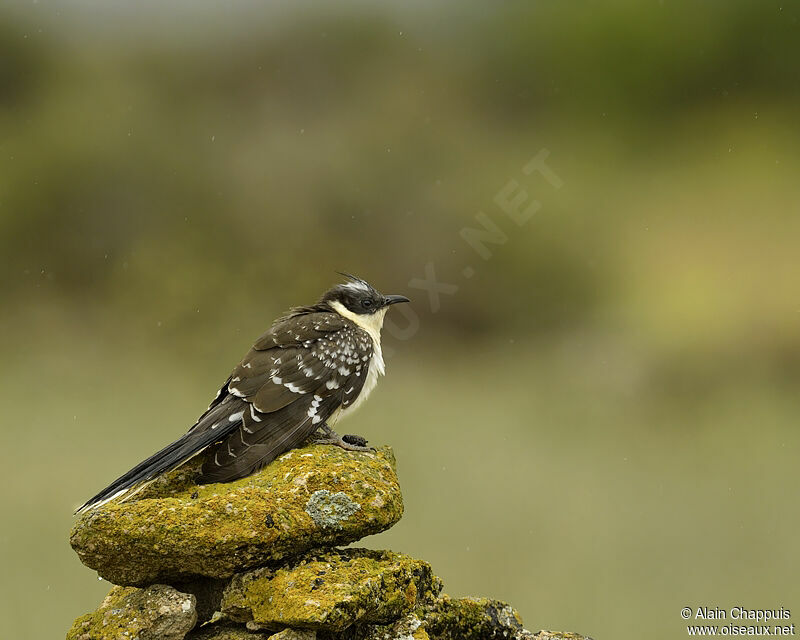 Coucou geaiadulte, identification, Comportement