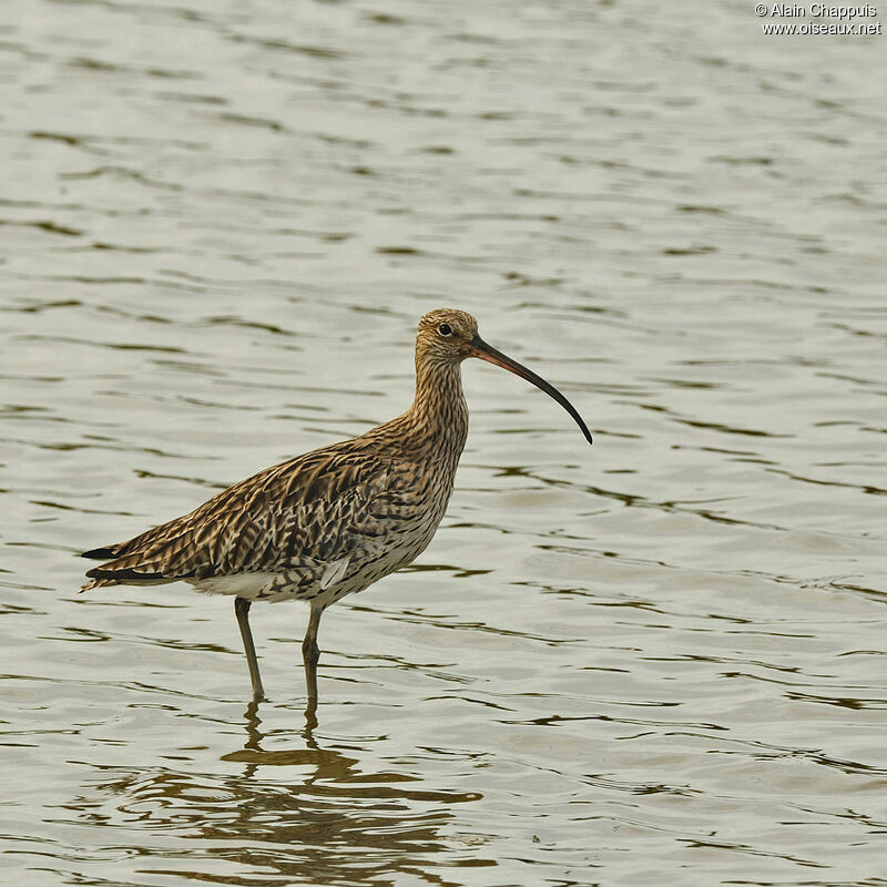 Eurasian Curlewadult, identification, Behaviour