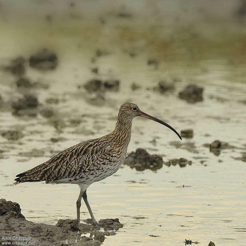 Eurasian Curlewadult breeding, identification