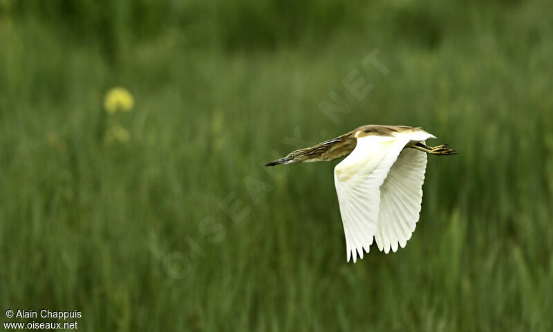 Squacco Heronadult, identification, Flight, Behaviour