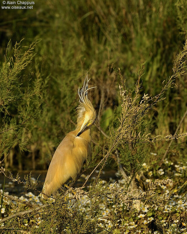 Squacco Heronadult post breeding, identification, Behaviour