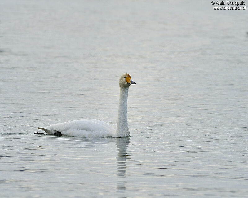 Whooper Swanadult, identification, Behaviour