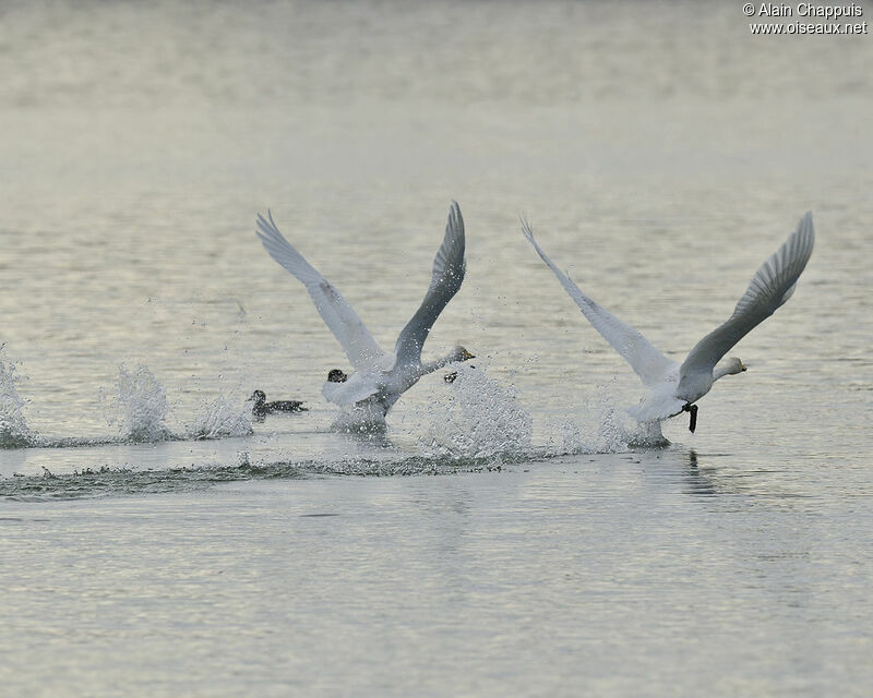 Whooper Swan adult, identification, Behaviour