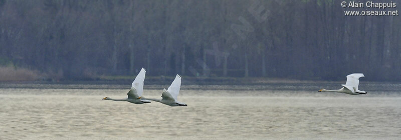 Cygne chanteuradulte, identification, Comportement