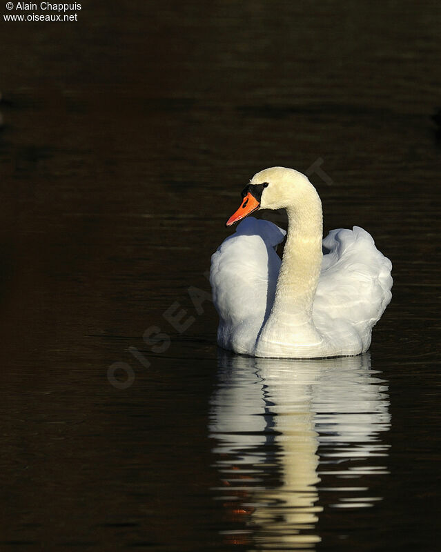 Mute Swanadult, identification, Behaviour