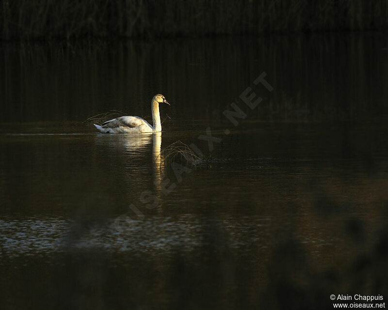 Cygne tuberculé1ère année, identification