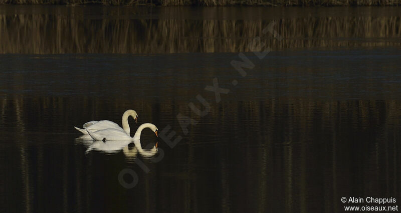 Mute Swan adult, identification, Behaviour