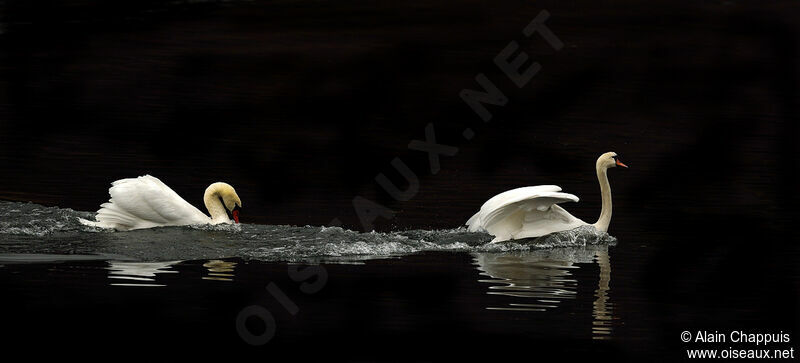 Mute Swan male adult, identification, Reproduction-nesting, Behaviour