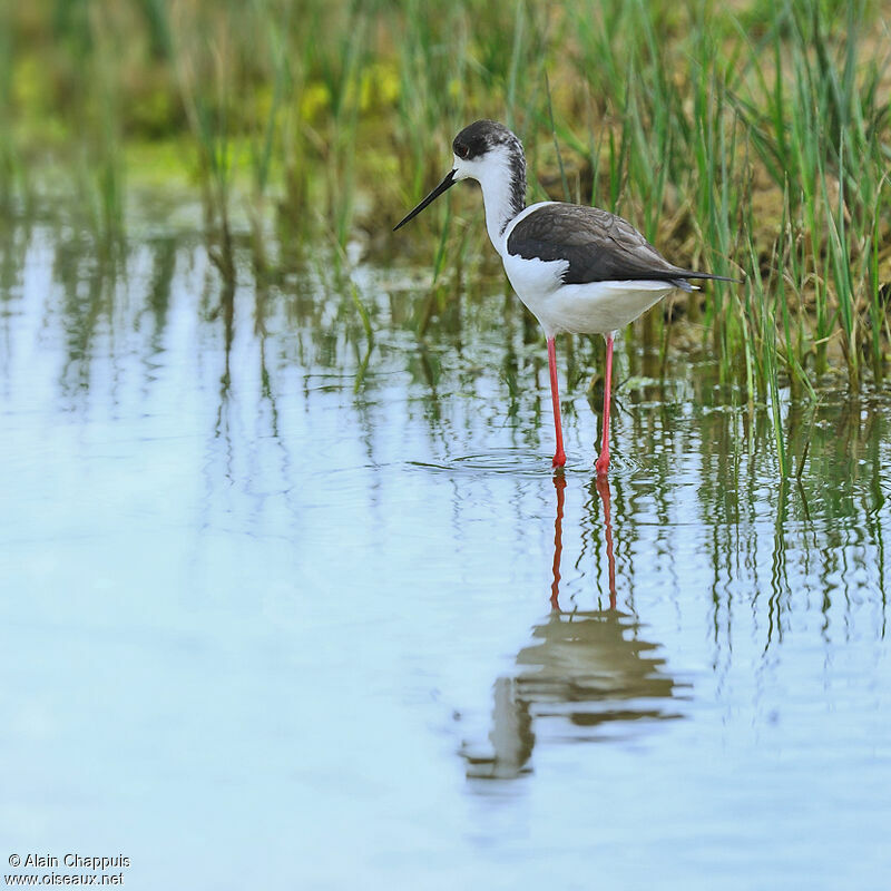 Black-winged Stilt male adult, identification, feeding habits, Behaviour