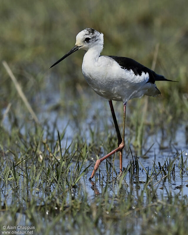 Black-winged Stilt female adult, identification, feeding habits, Behaviour