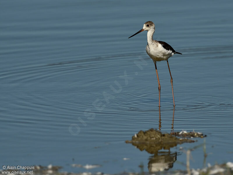 Black-winged StiltFirst year, identification, Behaviour