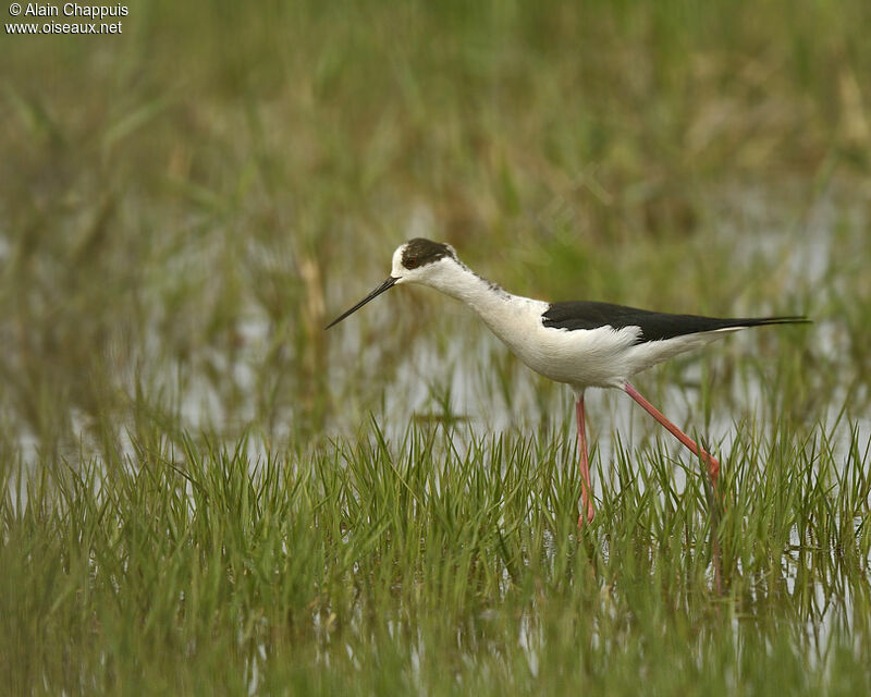 Black-winged Stilt male adult breeding, identification, Behaviour