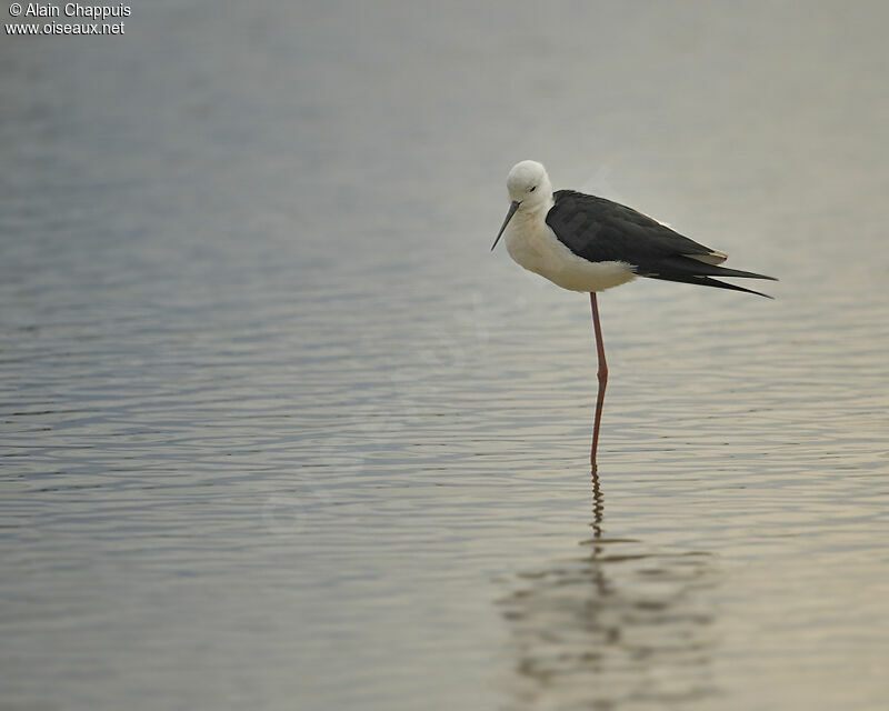 Black-winged Stilt female adult breeding, identification, Behaviour