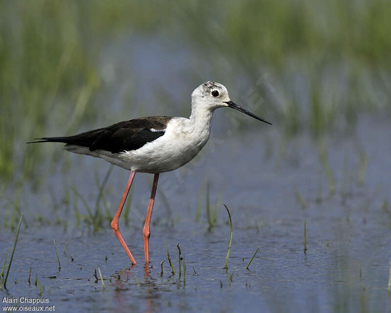 Black-winged Stilt female adult breeding, identification