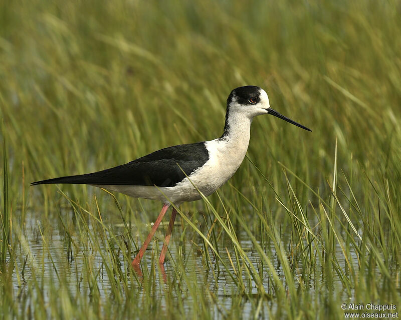 Black-winged Stilt male adult breeding, identification, Behaviour