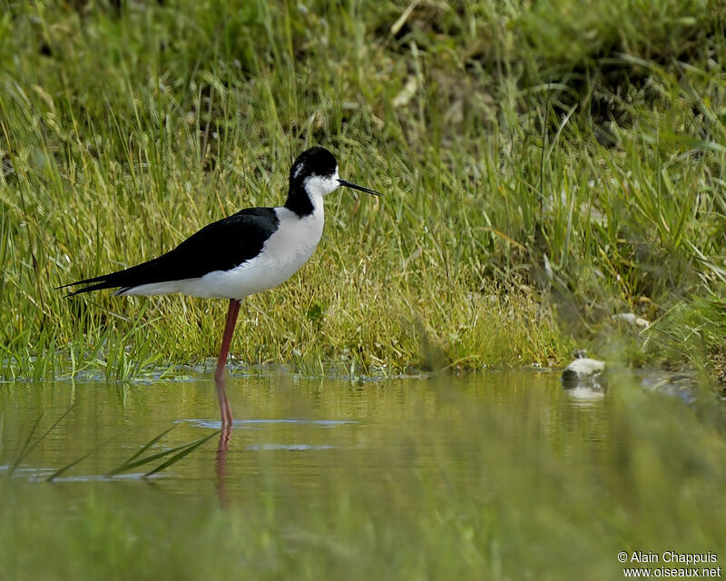 Échasse blanche mâle adulte, identification, Comportement