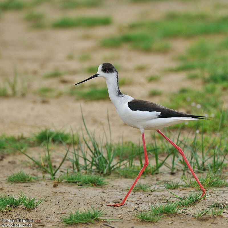 Black-winged Stilt male adult, identification, Behaviour