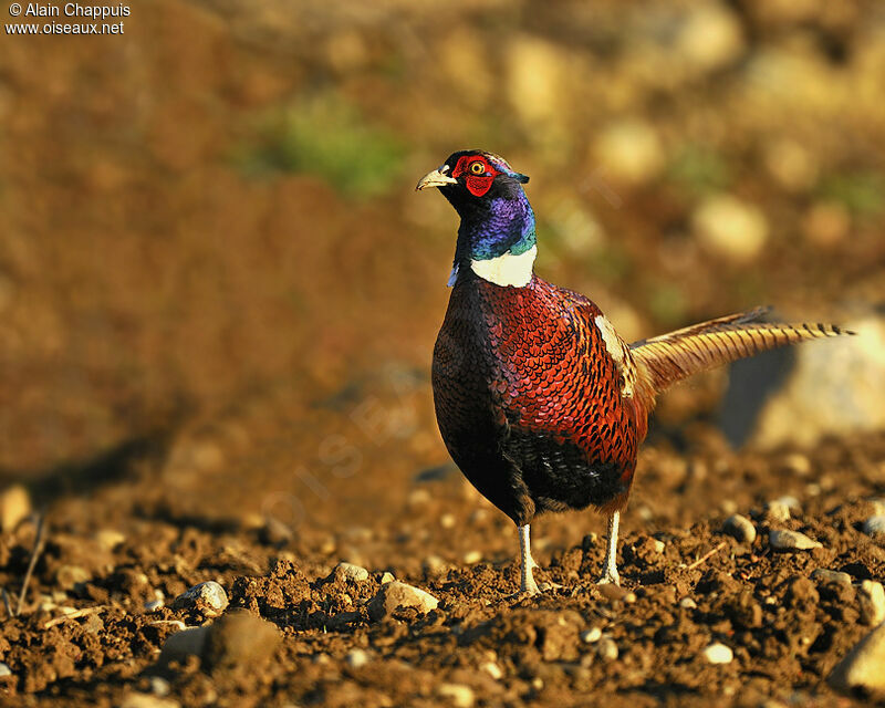 Common Pheasant male adult, identification, Behaviour