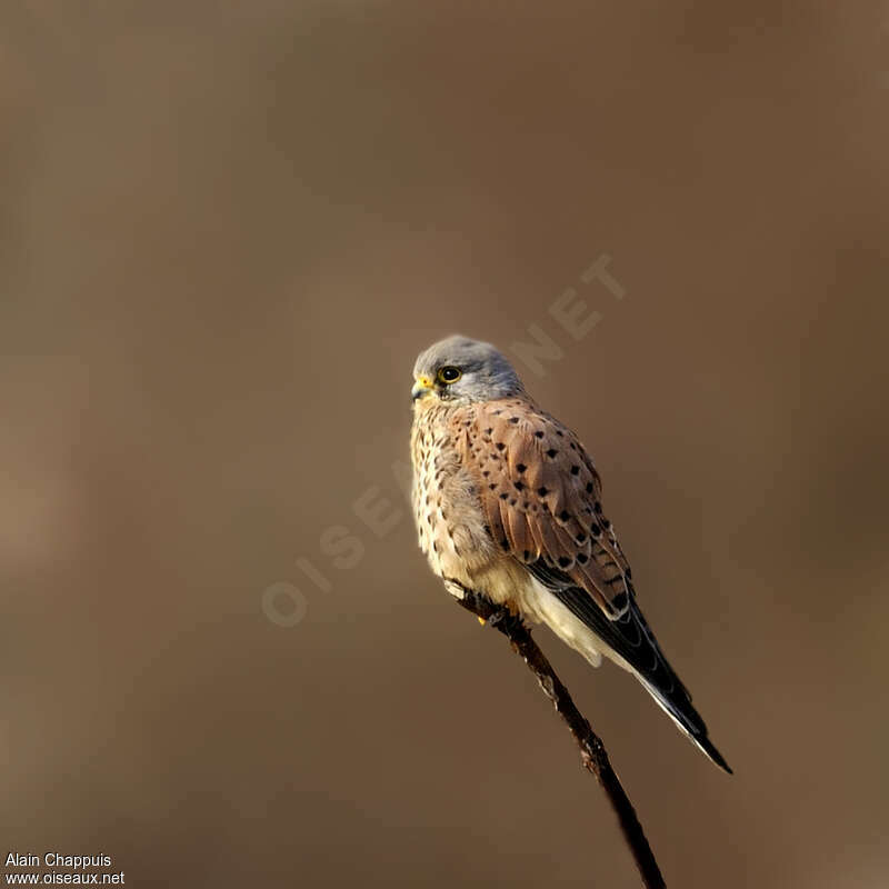 Common Kestrel male adult, identification