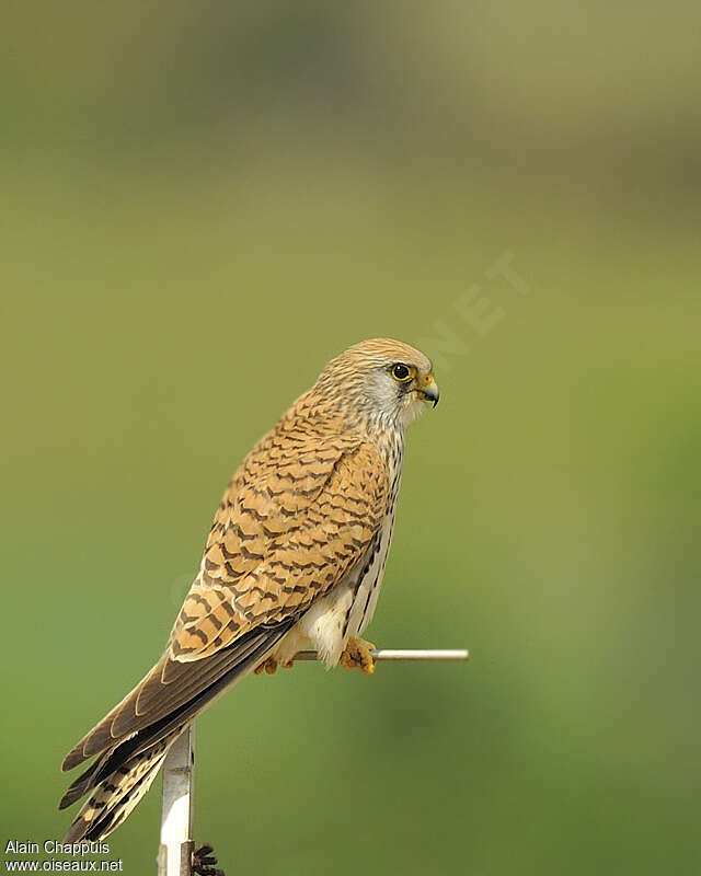 Lesser Kestrel female adult breeding, identification, Behaviour