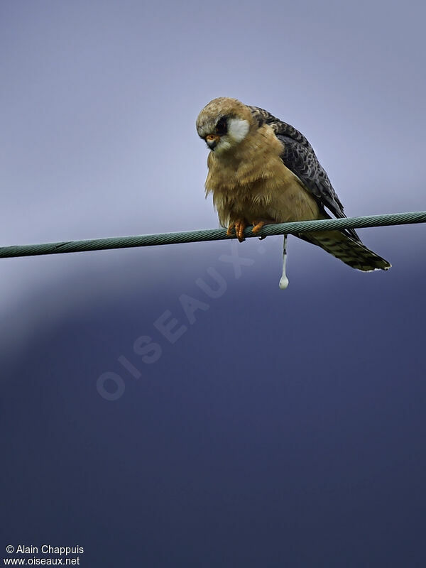 Red-footed Falcon female adult, identification, Behaviour