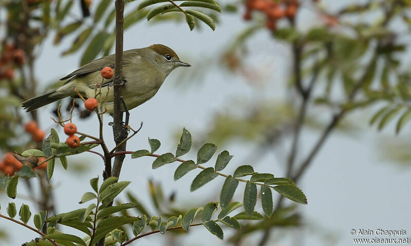 Eurasian Blackcap female adult, identification, feeding habits, Behaviour