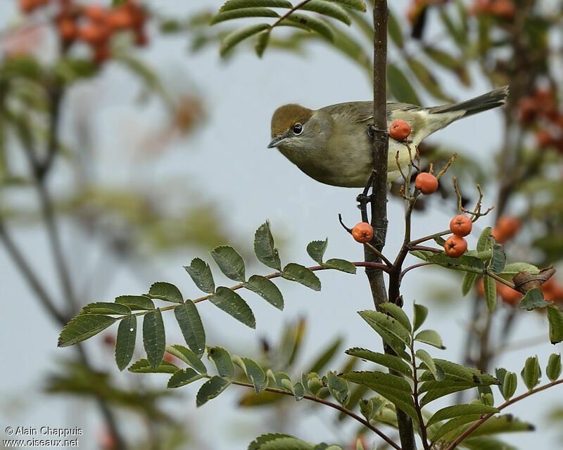 Eurasian Blackcap female adult, identification, Behaviour