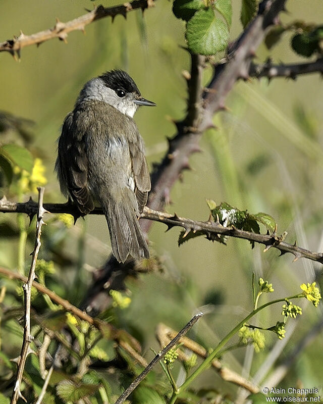 Fauvette à tête noire mâle adulte nuptial, identification