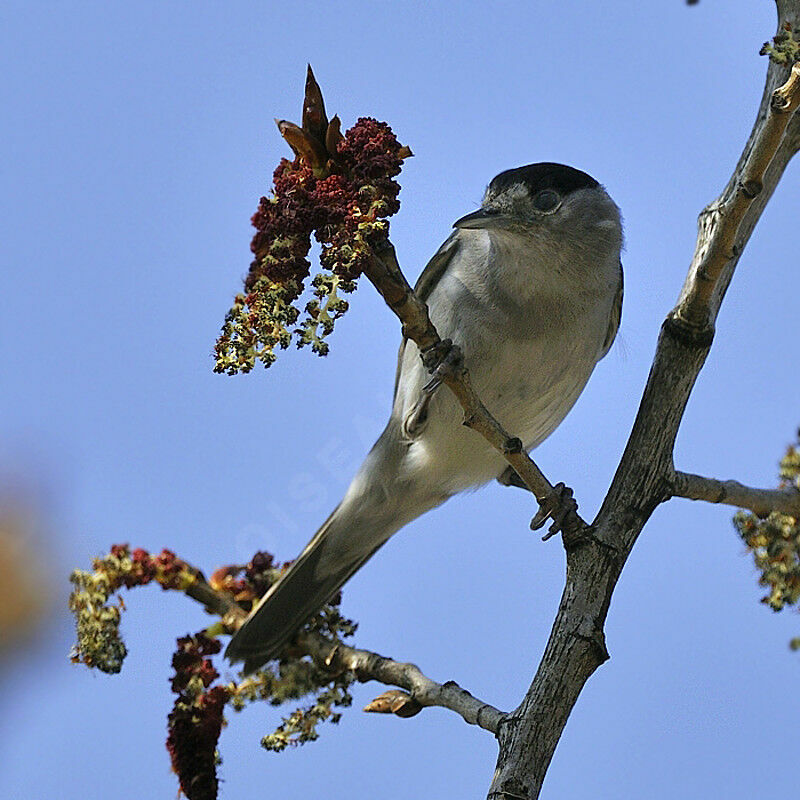 Eurasian Blackcap male adult breeding, identification