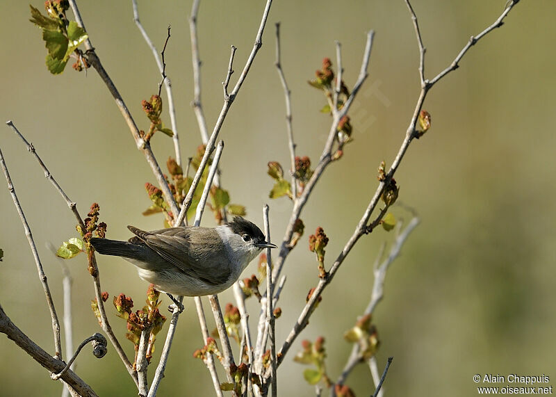 Eurasian Blackcap male adult breeding, identification, Behaviour