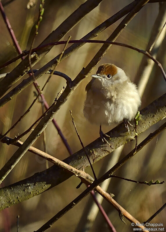 Eurasian Blackcap female, identification, Behaviour