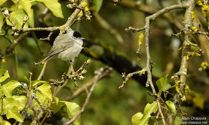 Eurasian Blackcap male adult breeding, identification, Behaviour