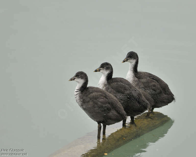 Foulque macroulejuvénile, identification