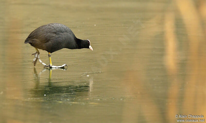 Foulque macrouleadulte, identification, Comportement