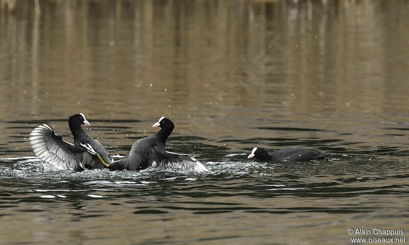 Eurasian Cootadult, identification, Behaviour